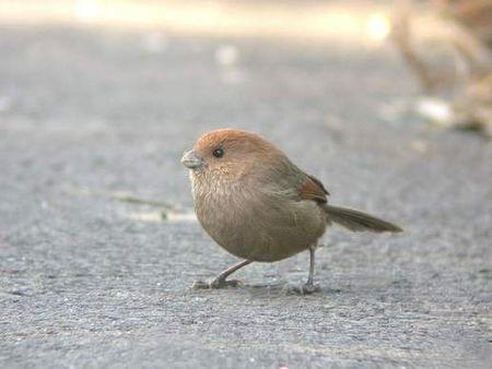 在鸟市,卖鸟的好像叫它吱吱轮(音),个头比麻雀小不少,叫声有点类似