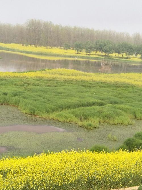 湘阴斗米咀的油菜花是开在柳树,小湖,湿地中.它风味有