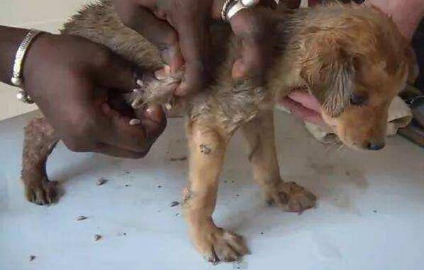 狗狗有蛔虫怎么办