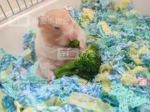 吃西蓝花的金丝熊