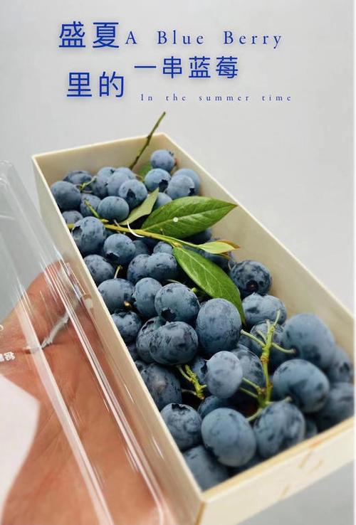 蓝莓公爵带叶蓝莓果粉足甜度硬度佳好蓝莓新鲜好吃