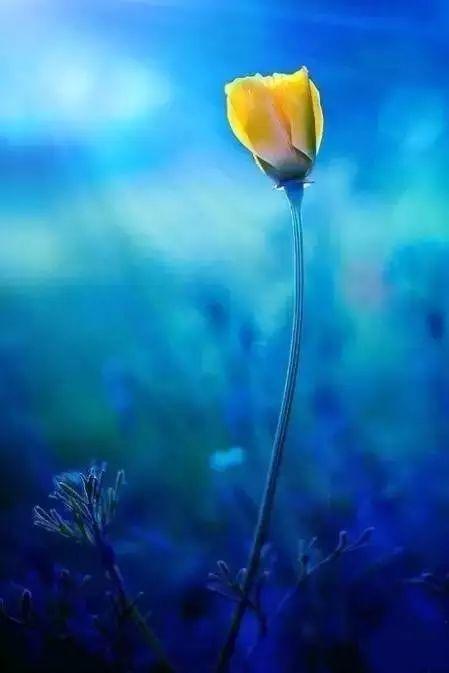 顾城:只有在你生命美丽的时候,世界才是美丽的