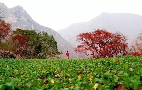 河南竟有如此美丽的古山村!横跨三市交界,真世外