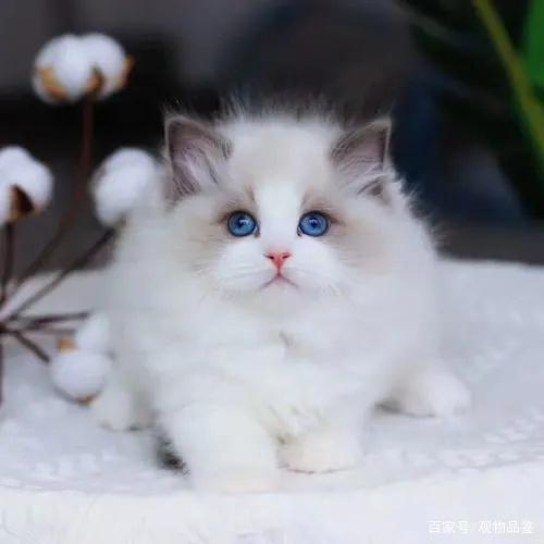 暹罗猫|布偶猫|波斯猫|蓝