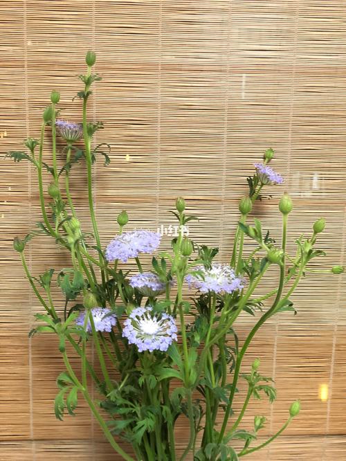 美丽的翠珠花儿_花瓶_世茂君望墅自由行热门攻略_用花瓶点亮家_家居