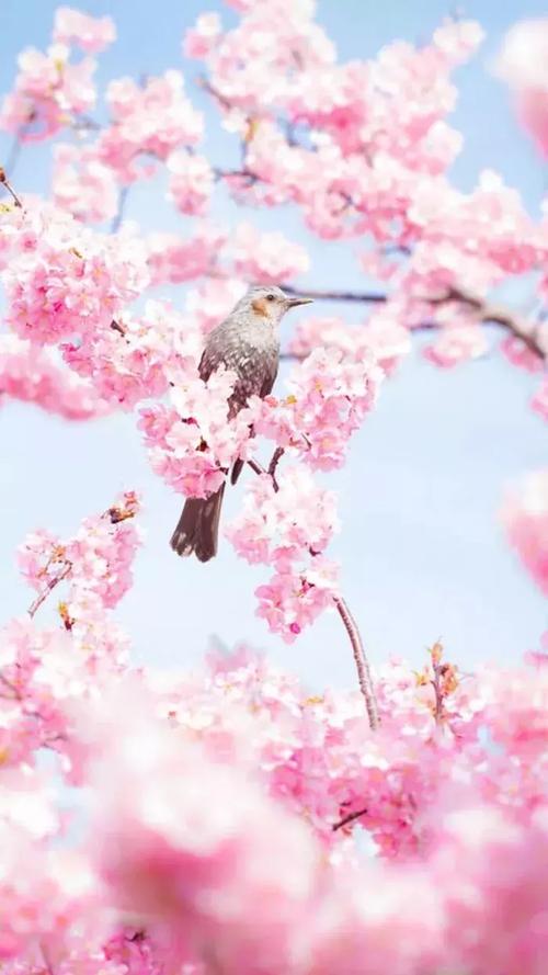 形容桃花的优美句子桃花的唯美句子简短