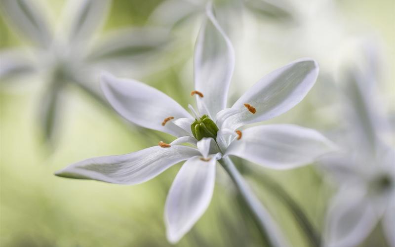 白花瓣花,雄蕊 iphone 壁纸