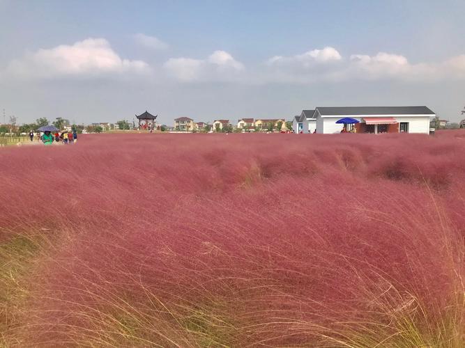 美丽乡村游-八卦洲陌上花渡