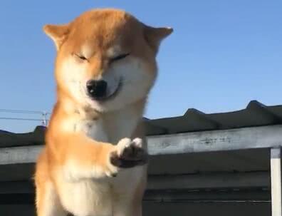 柴犬狗狗爬到围栏上,冲着主人举手示意,可爱表情笑翻