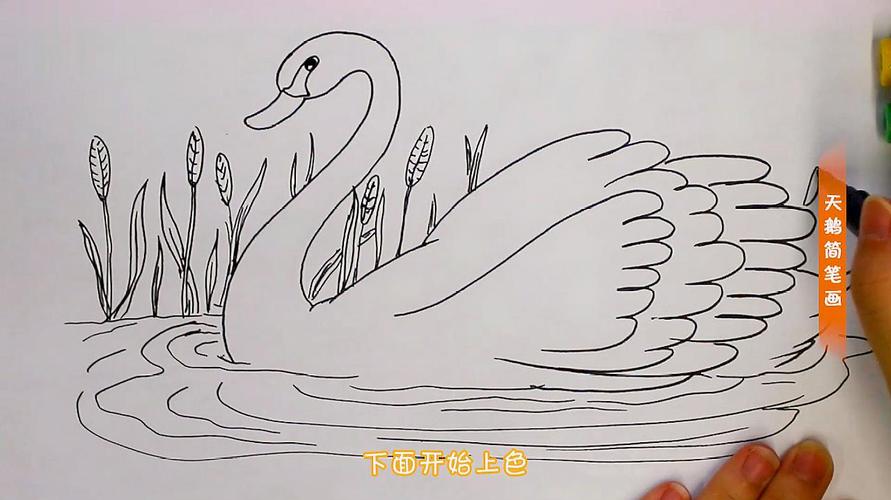 天鹅简笔画怎么画?