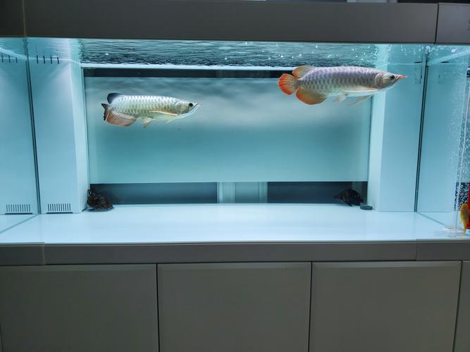 混养是一种缘分