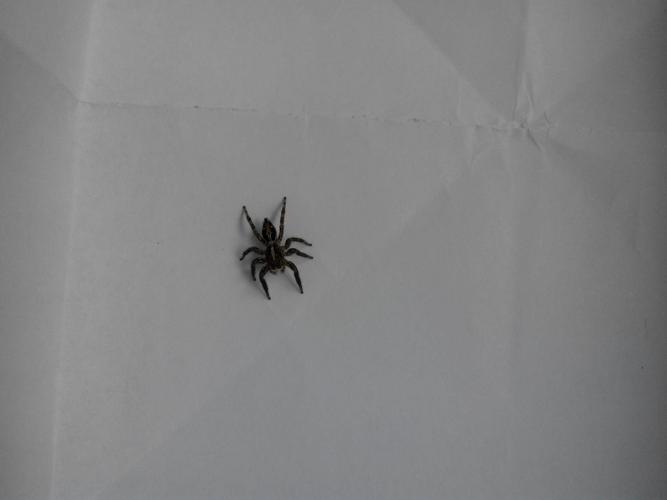 这是什么蜘蛛啊?可以养吗?有毒吗? 第一张图是放大过的图