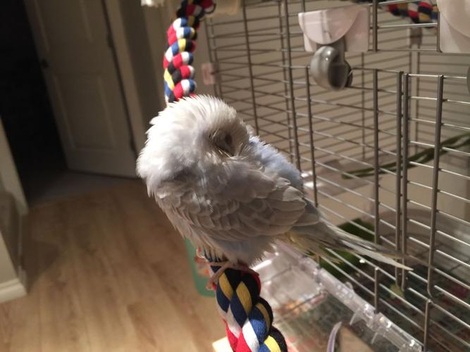 虎皮鹦鹉各种睡觉