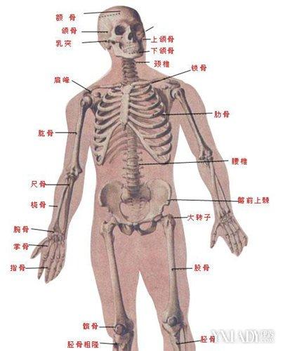 【图】人体骨骼示意图欣赏 让你认识自己的身体构造