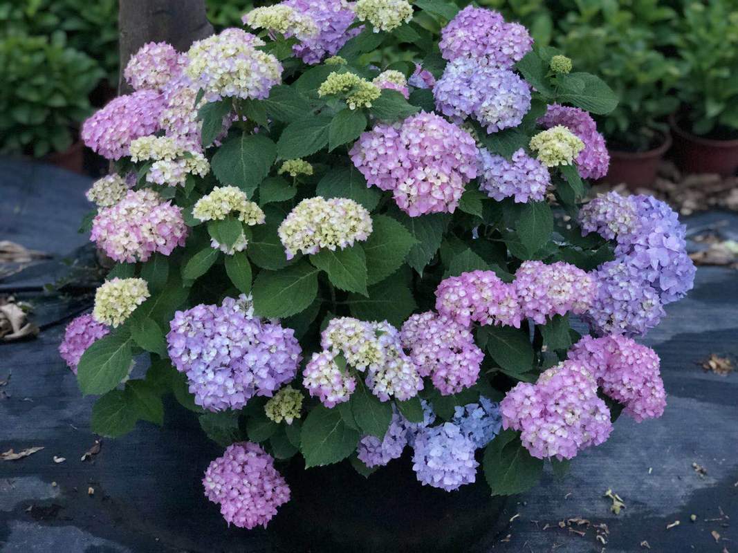 2加仑蓝色无尽夏绣球花苗盆栽植物老桩带花苞八仙花绣球室内外