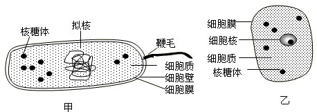 根据图回答下列问题:(1)判断甲,乙两图中属于原核细胞的是______,属于