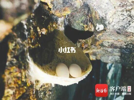 一个是金丝燕蛋的另个燕子蛋_美食_美食_美食展示