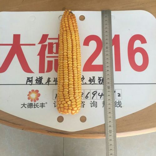 大德216!高端玉米品种!大旱之年显本色!