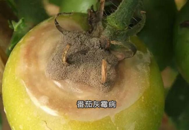腐霉利对多种蔬菜果树灰霉病和菌核病防效较好