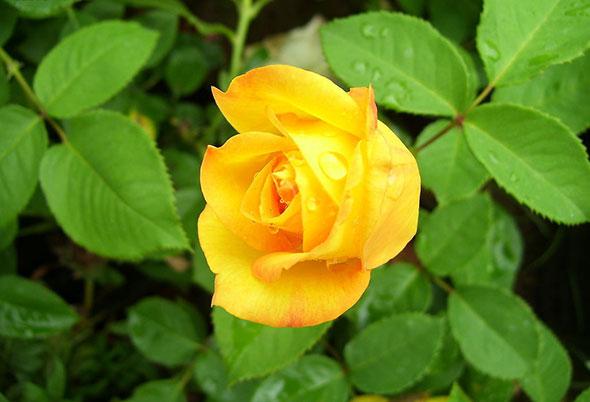 月季花的品种介绍 月季花图片欣赏