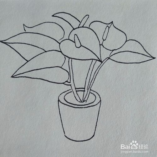 如何画一盆栽在木质花盆里的红掌绿植简笔画