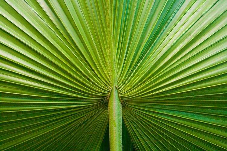 棕榈树叶