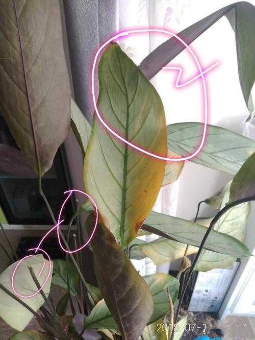 飞羽竹芋叶片发黄是怎么回事?