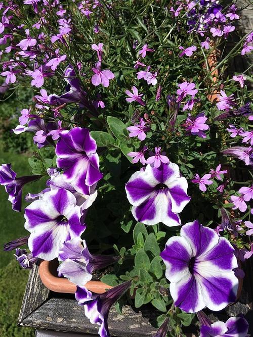 balkonblumen鲜花阳台植物厂紫花园夏季    夏季鲜花免费的照片免费