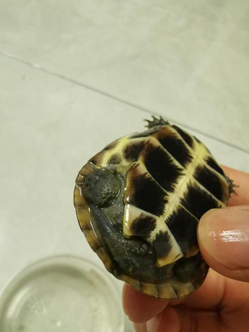 请问小草龟这是腐皮还是蜕皮