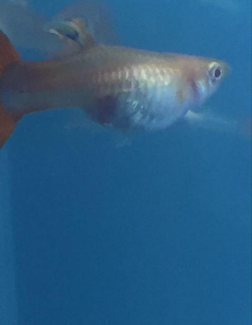 怀孕篇: 怎么判断孔雀鱼怀孕了,要生产了