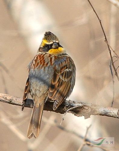 【原创】黄喉鹀