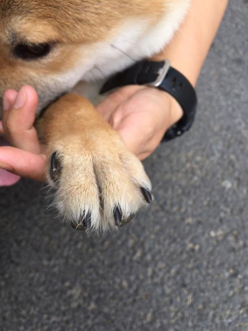 柴犬生病了