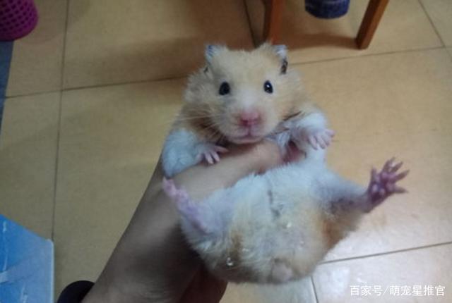 金丝熊品种有哪些?