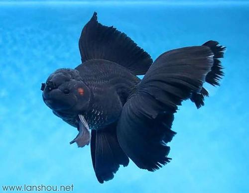 看看那些长着公鸡尾的金鱼(泰狮)