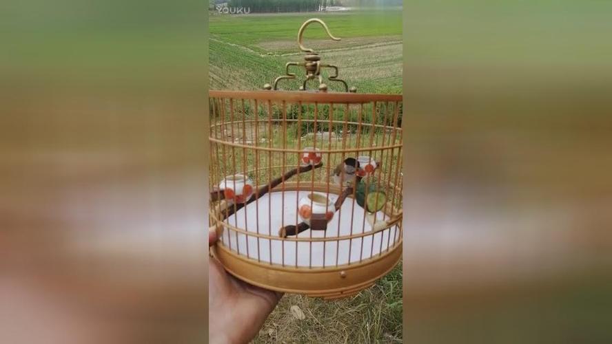 听听这红子鸟的叫声,倍儿棒!