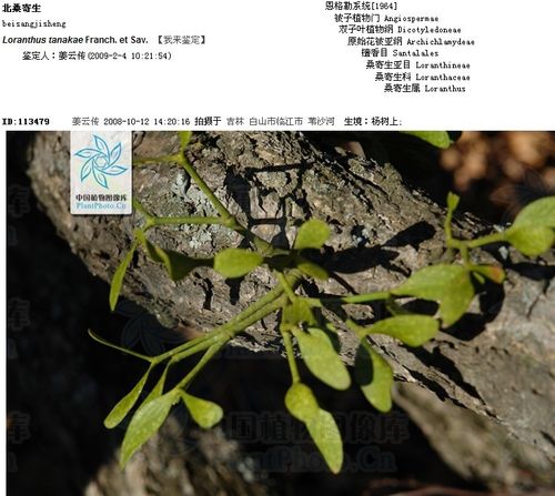  p>桑寄生(学名:taxillus sutchuenensis (lecomte) danser),别称桃树