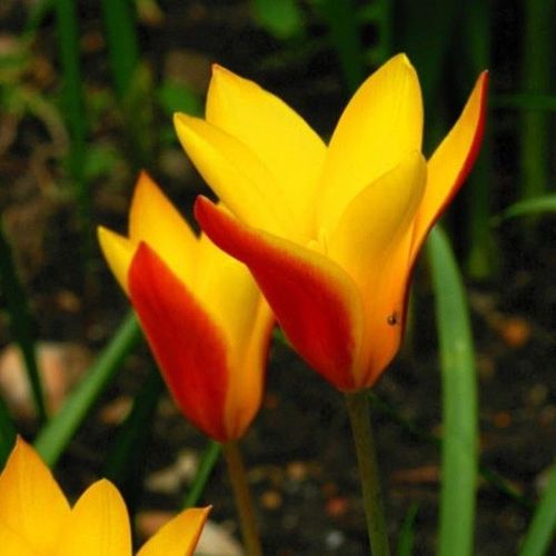 5颗稀有品种原生郁金香2020年重瓣种球室内阳台四季