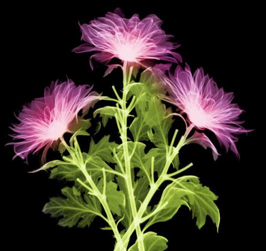 依米花的花语是什么?依米花的传说是什么?