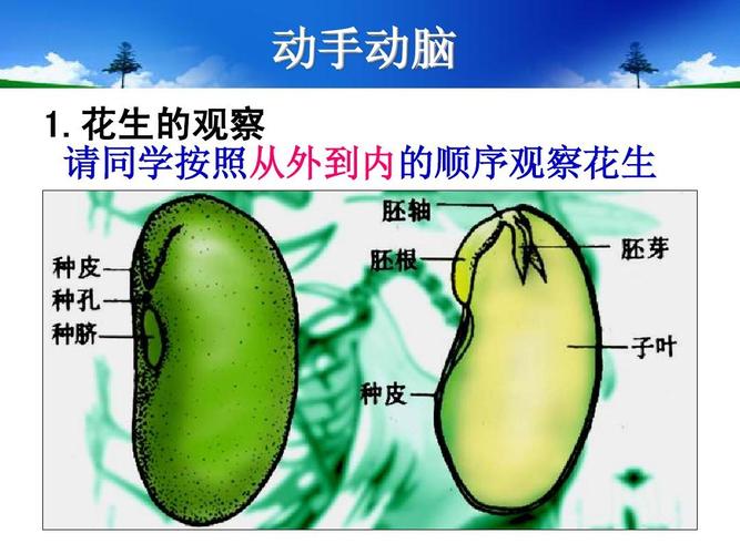 初中教育 理化生 初二理化生 种子的萌发过程ppt  种子的结构 动手