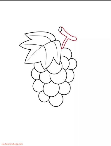 葡萄简笔画步骤_葡萄简笔画作品彩色图片