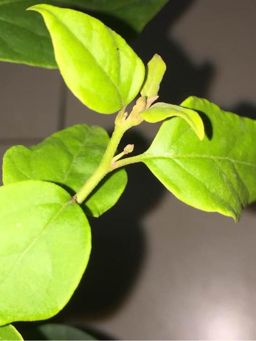 三角梅花期管理还是很重要的,盛花的三角梅,花芽分化多,在开始放