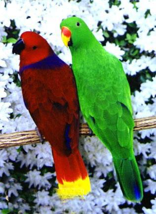  p>金尾折衷鹦鹉体型较大,是第2大的 a href="#" data-lemmaid="