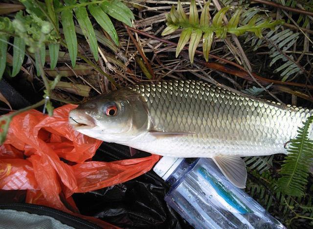 上钩时拉力大,逃窜猛,这三种鲮鱼该怎么钓?给你一些