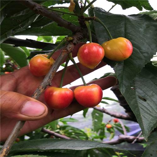 奇早樱桃苗 早熟大樱桃苗 4月底成熟的樱桃品种 安徽种植大樱桃树