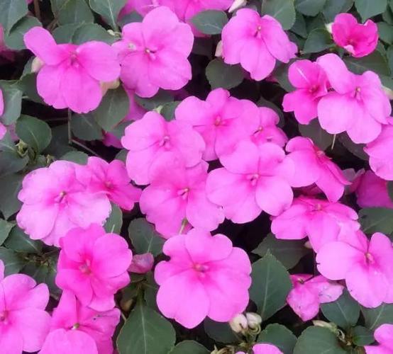 苏丹凤仙花,竟如此美丽!