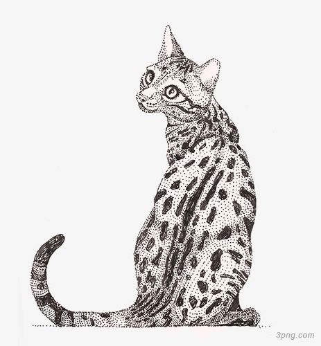 手绘花纹猫咪png素材透明免抠图片-装饰效果