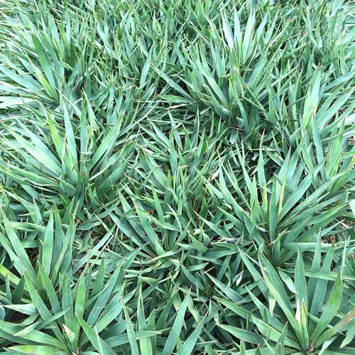 批发剑麻苗 基地工程绿化剑兰苗 道路绿化丝兰凤尾兰 灌木绿化苗