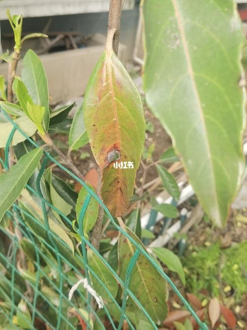 冬青树好像生病了,谁知道怎么治疗啊09_冬青_家居家装_家居装饰