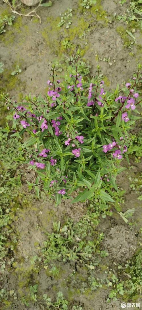 [草花批发]草花 香雀草价格3元/盆 - 惠农网