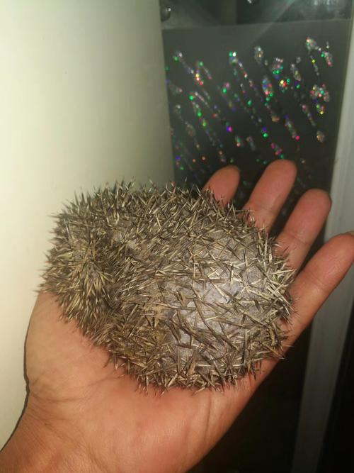 后院发现的野生小刺猬